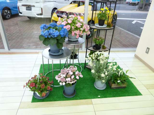 (株)ホンダカーズ東京中央 志村東店