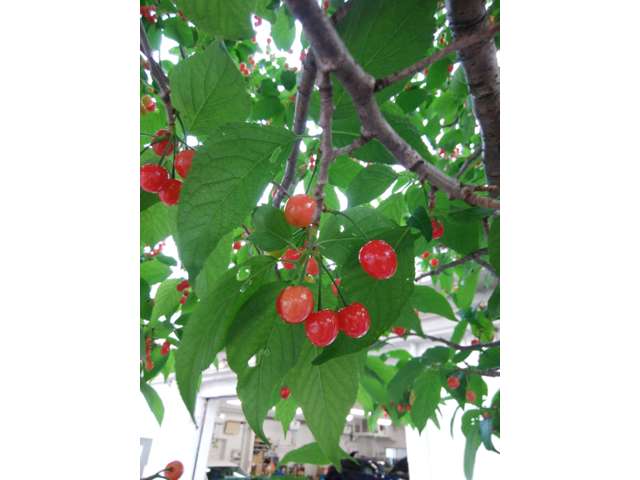 東京スバル カースポット小豆沢