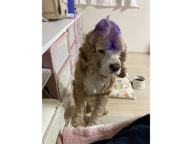 ビビ・ザ・カーショップ